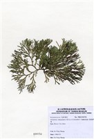 藏品(扁乳節藻)的圖片